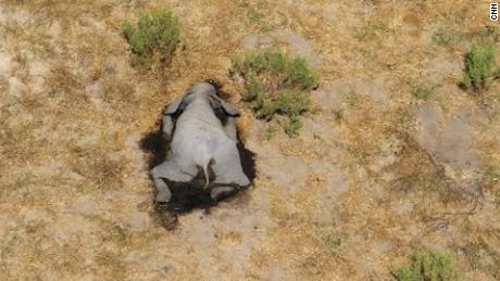 ELEPHANTS IN BOTSWANA